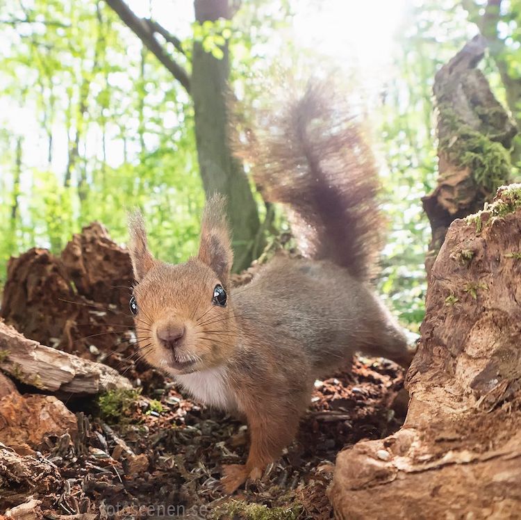 - ViralBandit Squirrel Photos by Johnny Kääpä
