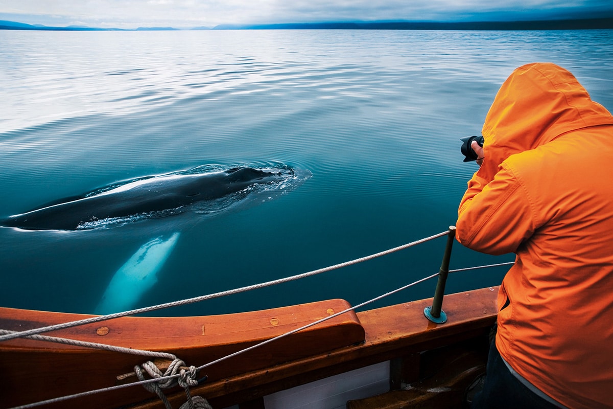 Close encounter with a humpback whale © North Sailing