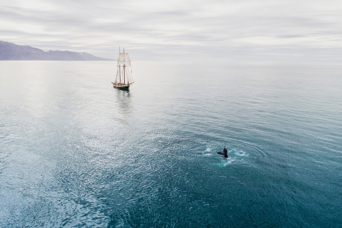 Hybrid-electric sailboat Opal whale watching © Nick Bondarev