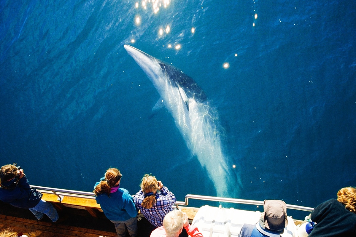 Minke Whale sunbathing © North Sailing