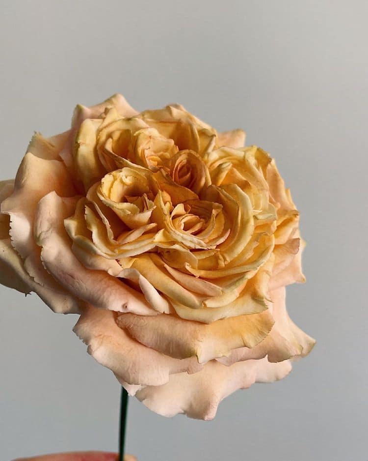 Realistic Sugar Flowers by Finespun Cakes