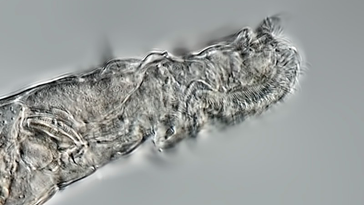 Close Up Rotifer
