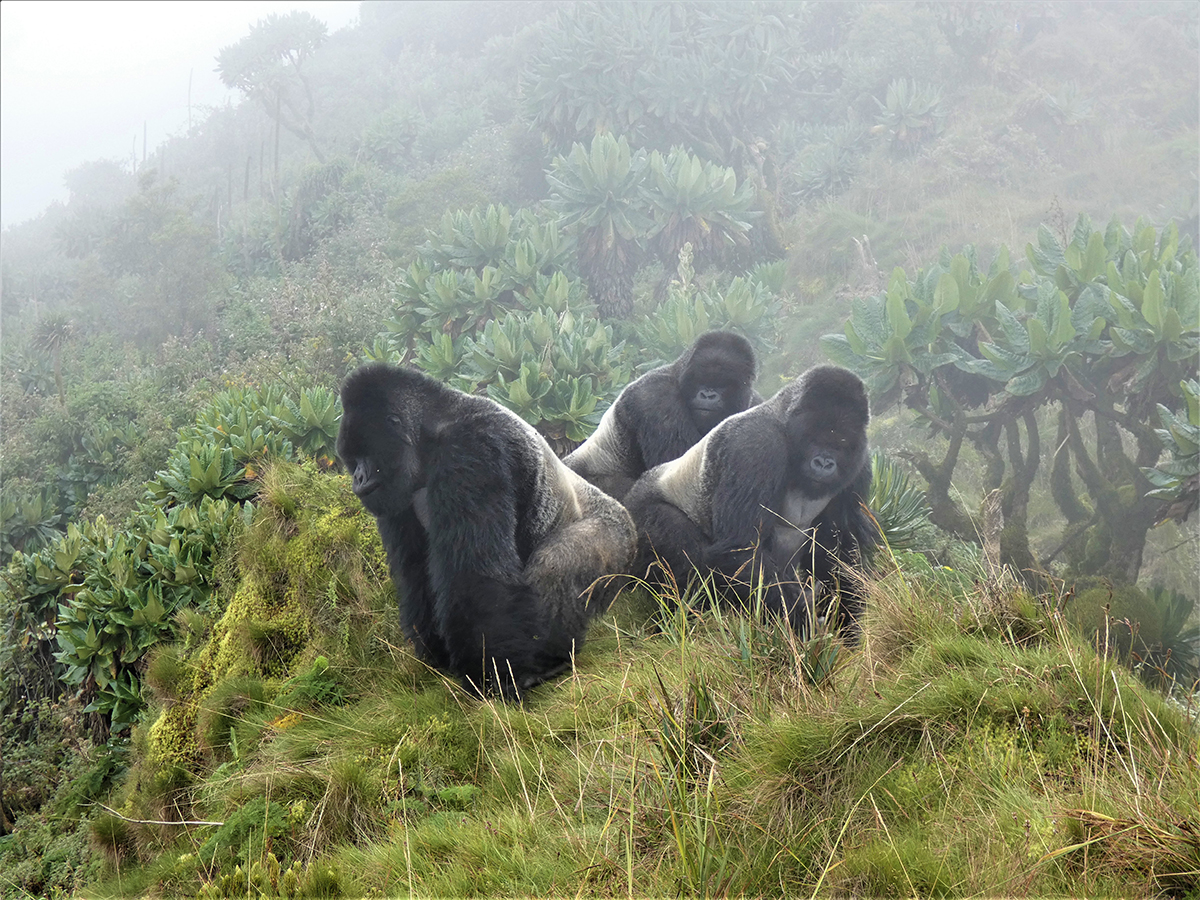 Three Silverback Gorilla Brothers Live Together With Strong Bond