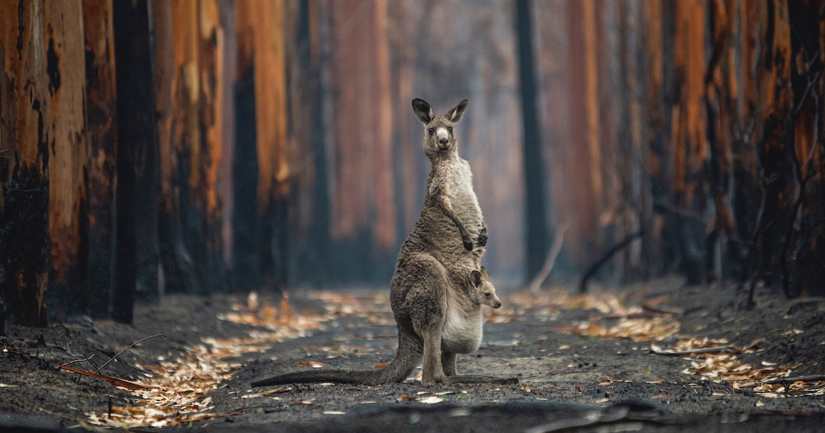 BigPicture-Photography-Competition-2021-thumbnail.jpg - ViralBandit