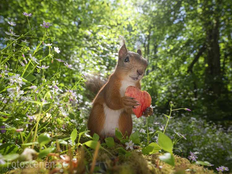 Squirrel Photos by Johnny Kääpä