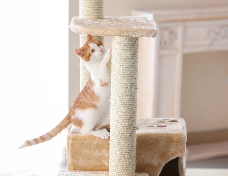 Cat Playing on a Cat Tower