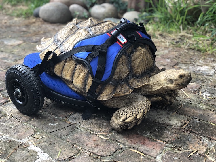 Disabled Tortoise Custom Wheelchair