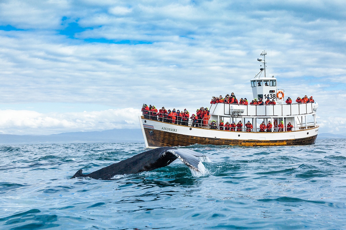 North Sailing Eco Whale Watch Electric Boat Tours