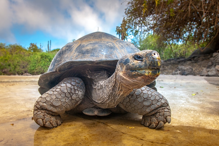 Galápagos Tortoise