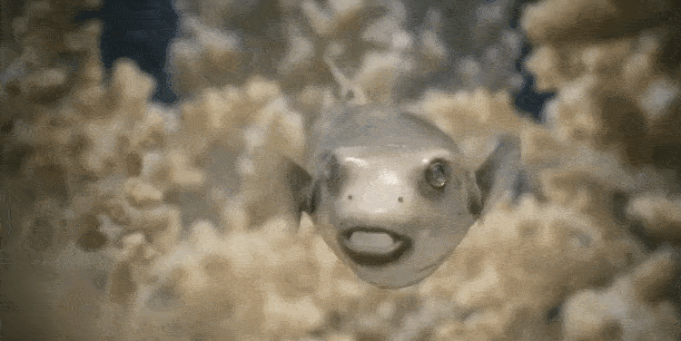 Effects of Plastic Pollution in the Ocean