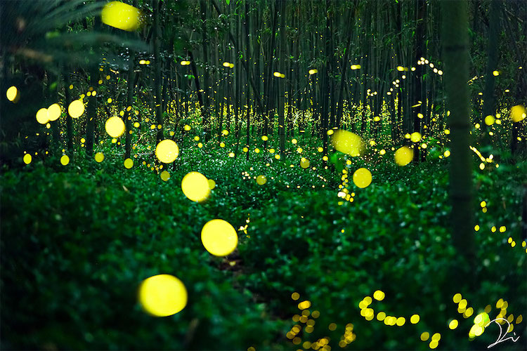 Japanese Firefly Photos by Usadadanuki