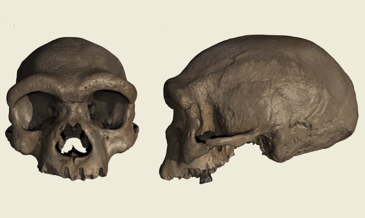 Dragon Man Homo Longi Skull