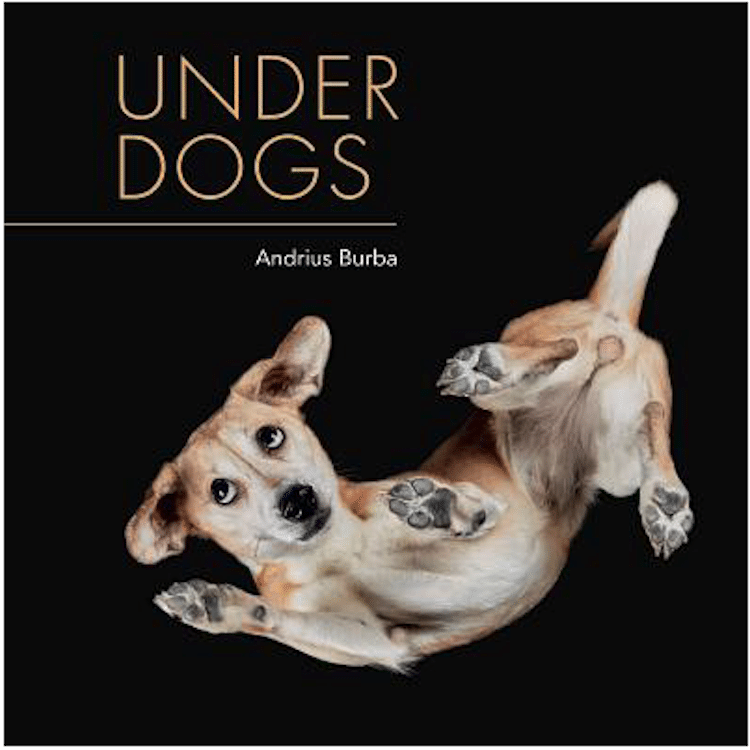 - ViralBandit Photography Book of Photos of Dogs Underneath