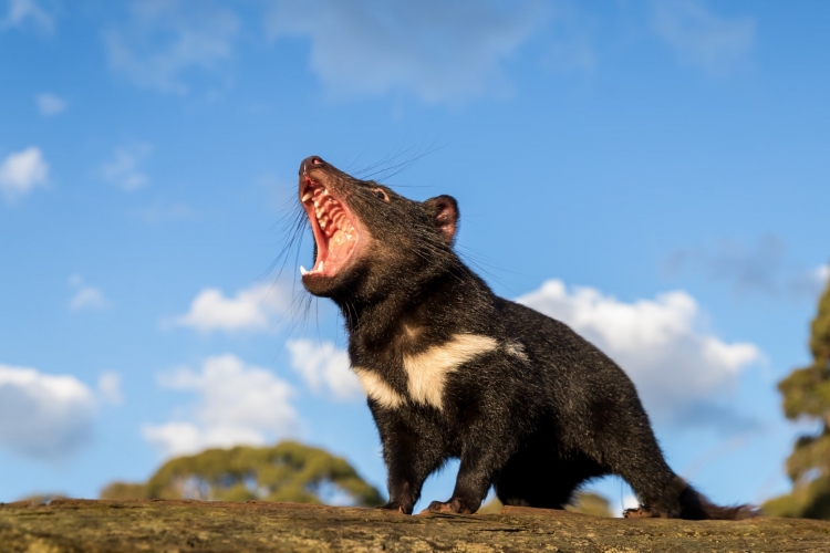 - ViralBandit Wild Tasmanian Devils