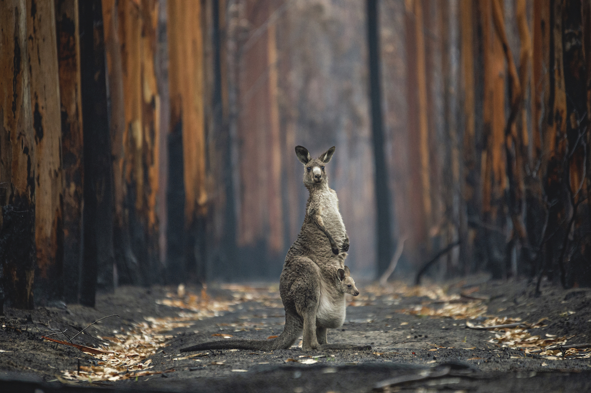Kangaroo Escaping from Australian Bushfires