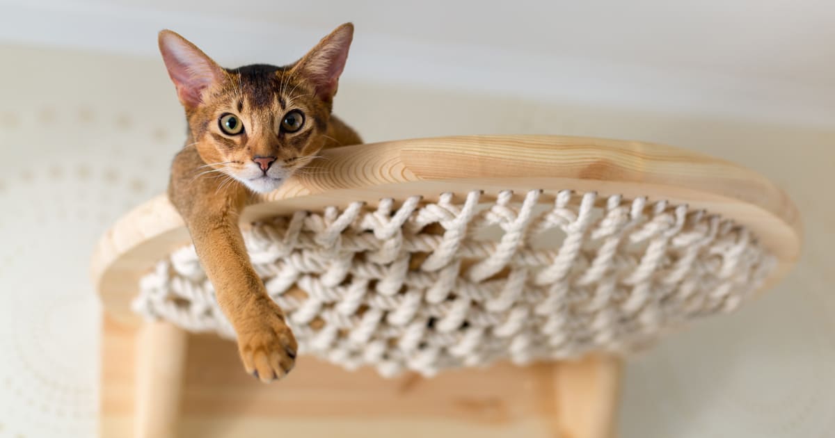 cat-tower-diy-thumbnail.jpg - ViralBandit
