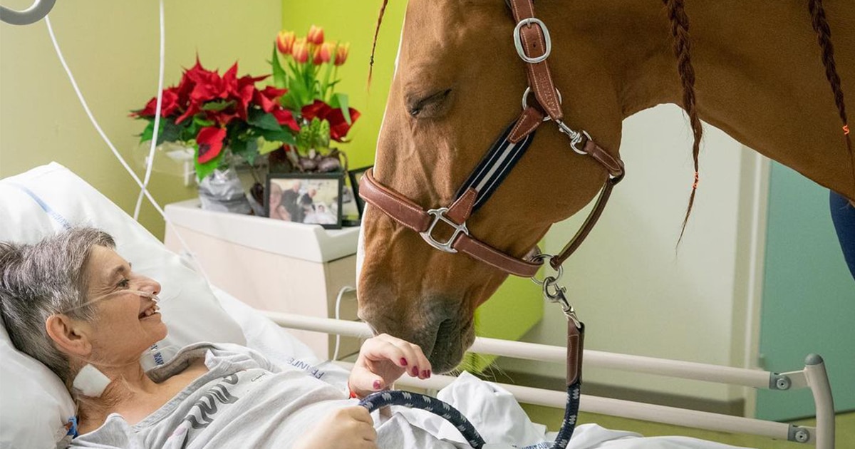 doctor-peyo-the-therapy-horse-thumbnail.jpg - ViralBandit