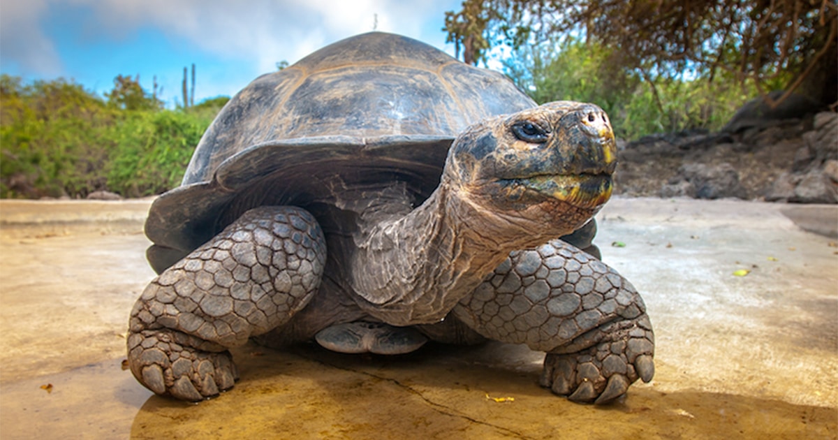 galapagos-giant-tortoise-found-alive-thumbnail.jpg - ViralBandit