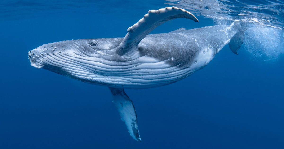 humpback-whale-thumbnail.jpg - ViralBandit