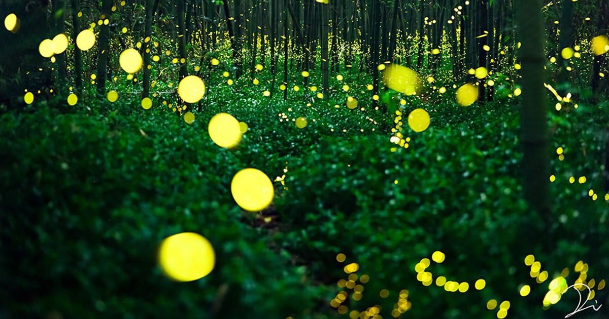 japan-fireflies-usadadanuki-thumbnail.jpg - ViralBandit