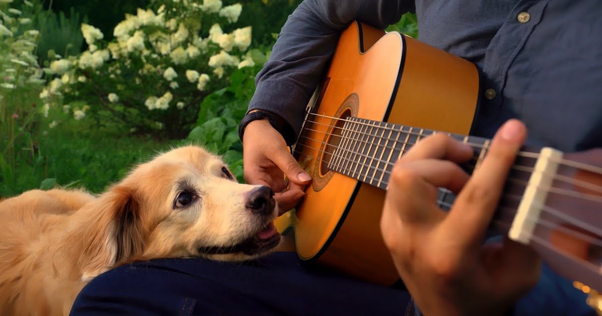 maple-dog-acoustictrench-thumbnail.jpg - ViralBandit
