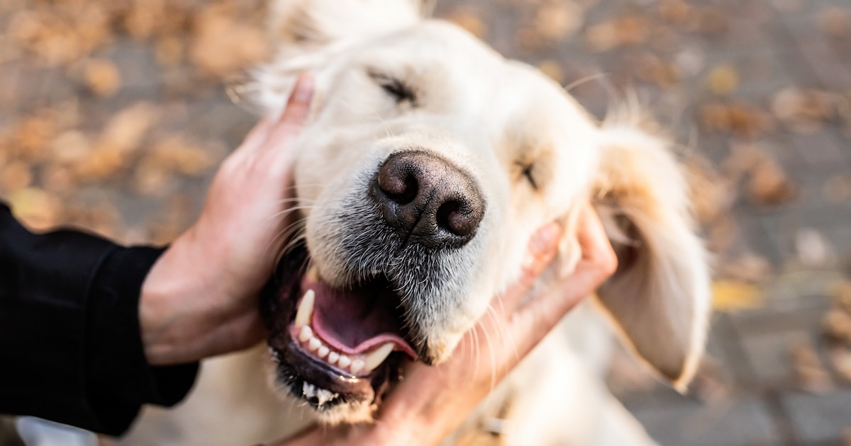 pet-therapy-dog-fb.jpg - ViralBandit