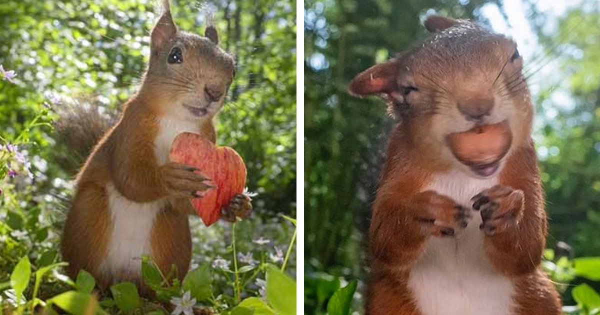 squirrel-photos-johnny-kaapa-thumbnail.jpg - ViralBandit