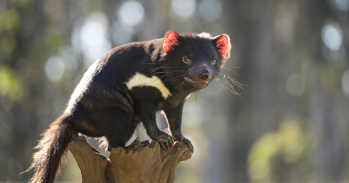 tasmanian-devil-joeys-australia-fb.jpg - ViralBandit