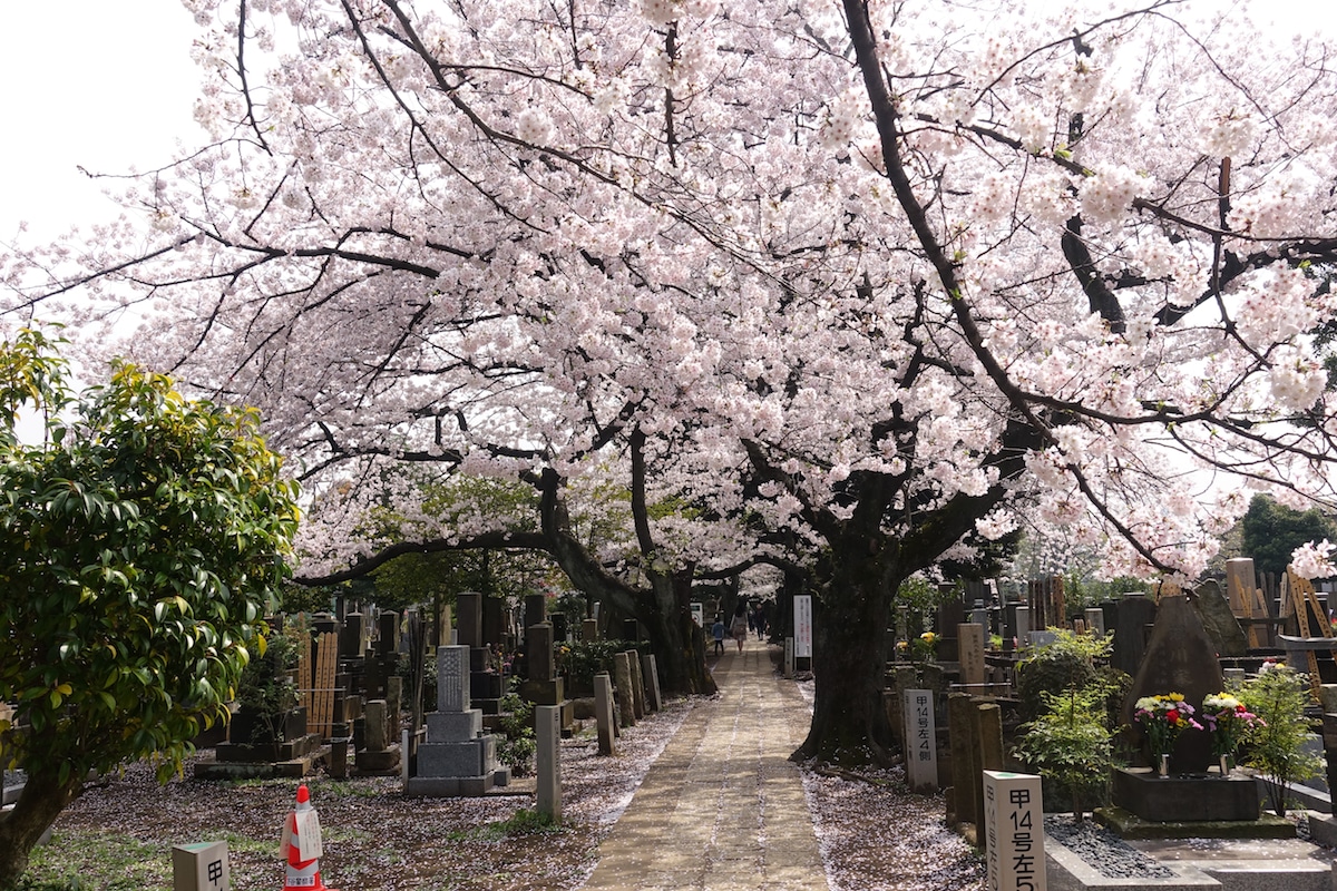 Cemetary in Japan During Cherry Blossom Season