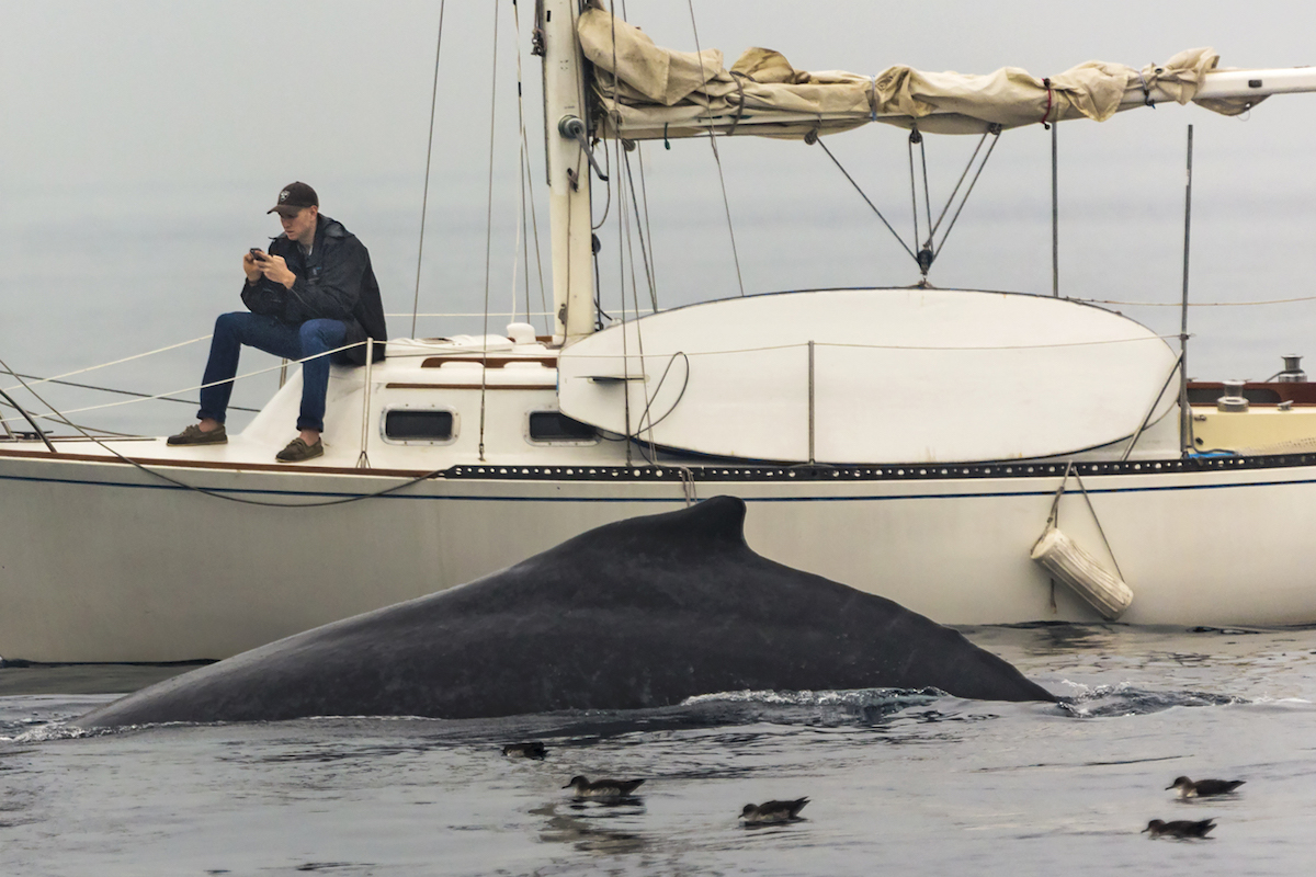 Man on Cell Phone Ignoring Whale in the Water by Eric J Smith