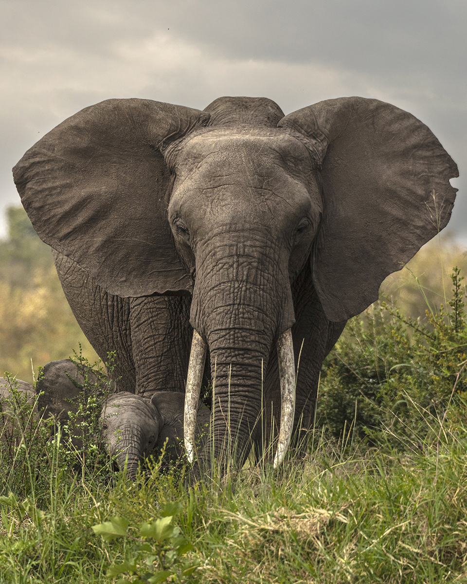 Elephant by Eric J Smith