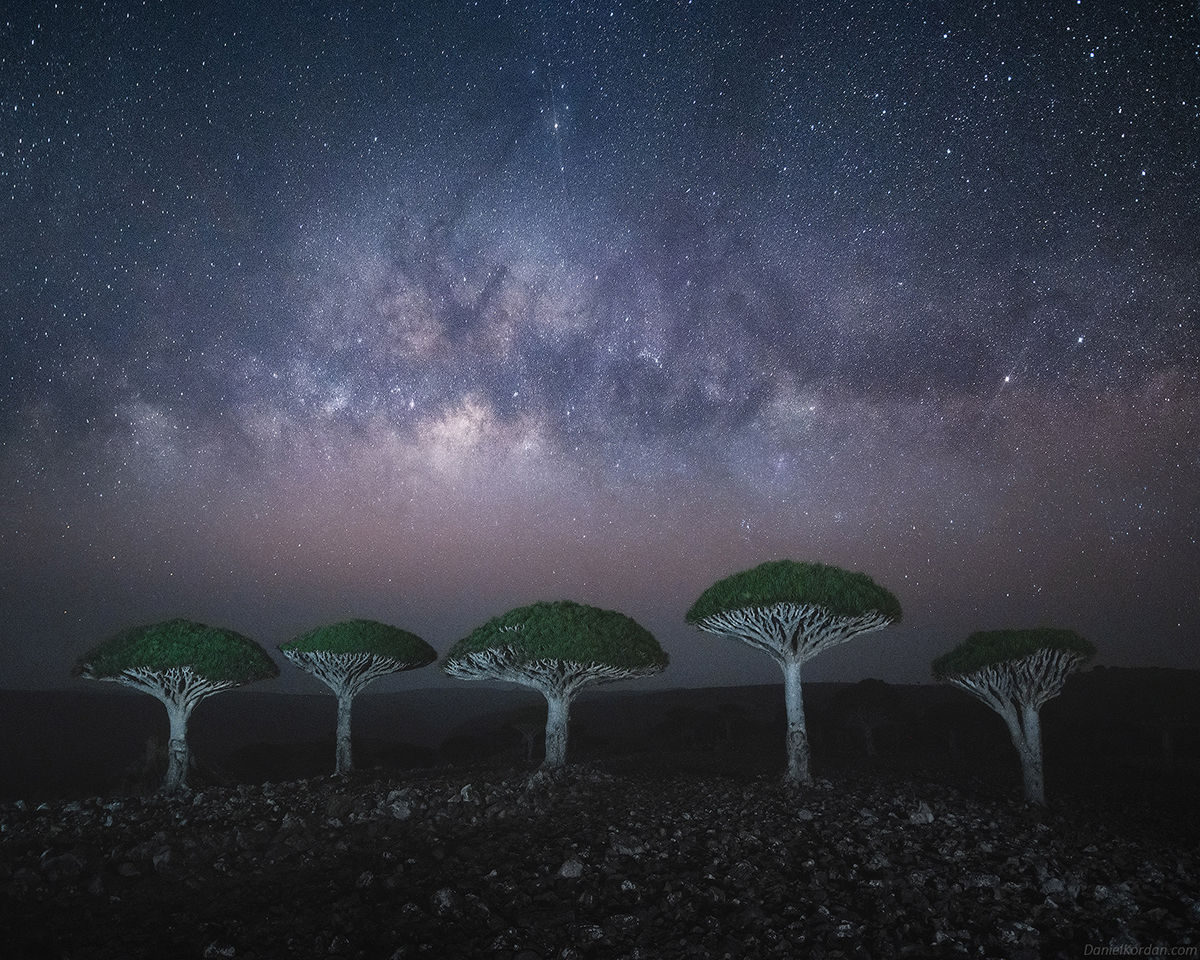 Daniel Kordan Photographs Socota's Dragon Blood Tree