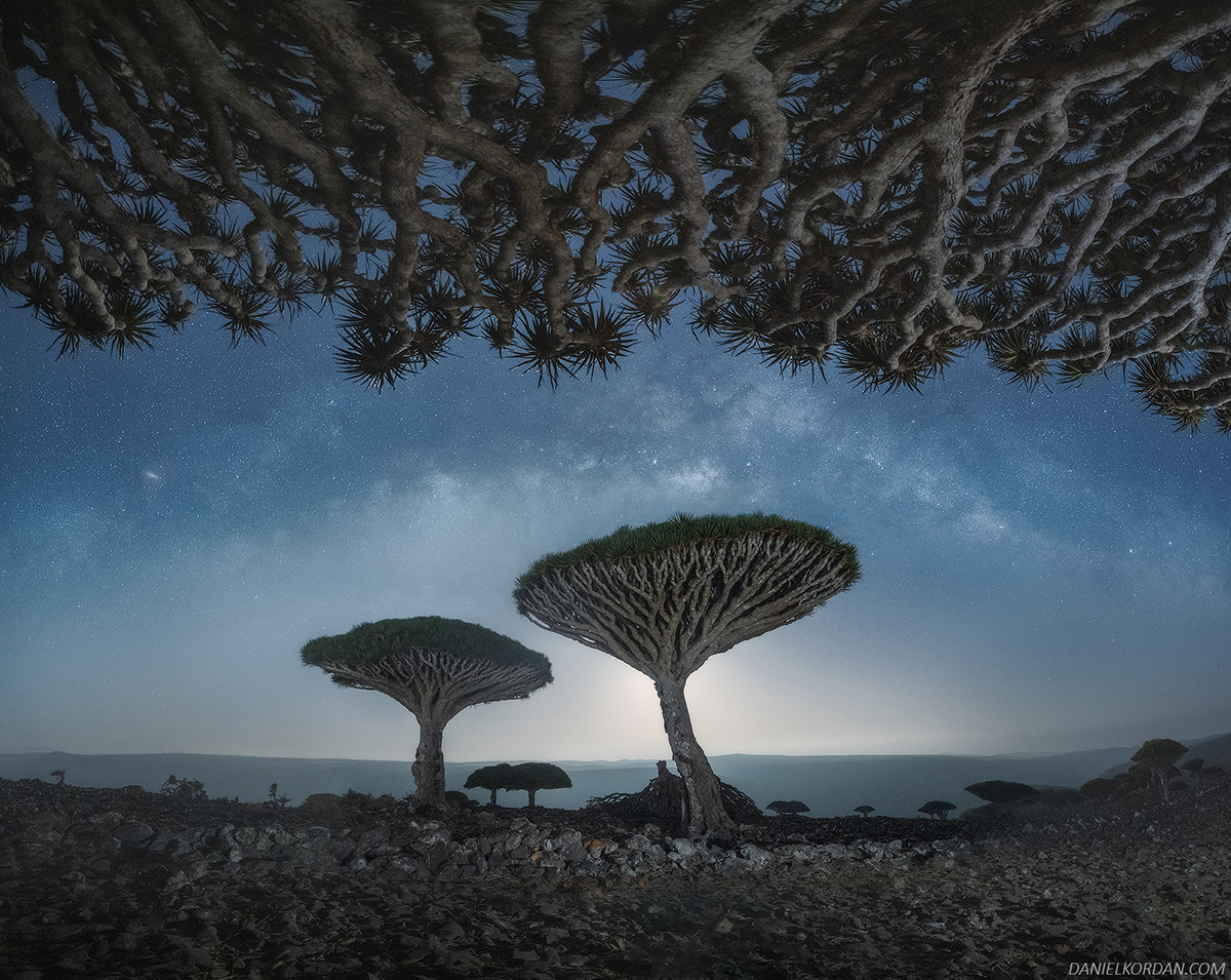 Daniel Kordan Photographs Socota's Dragon Blood Tree