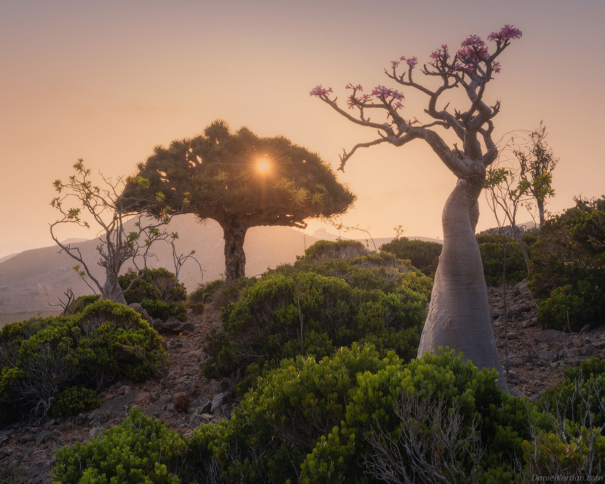 Daniel Kordan Photographs Socota's Dragon Blood Tree