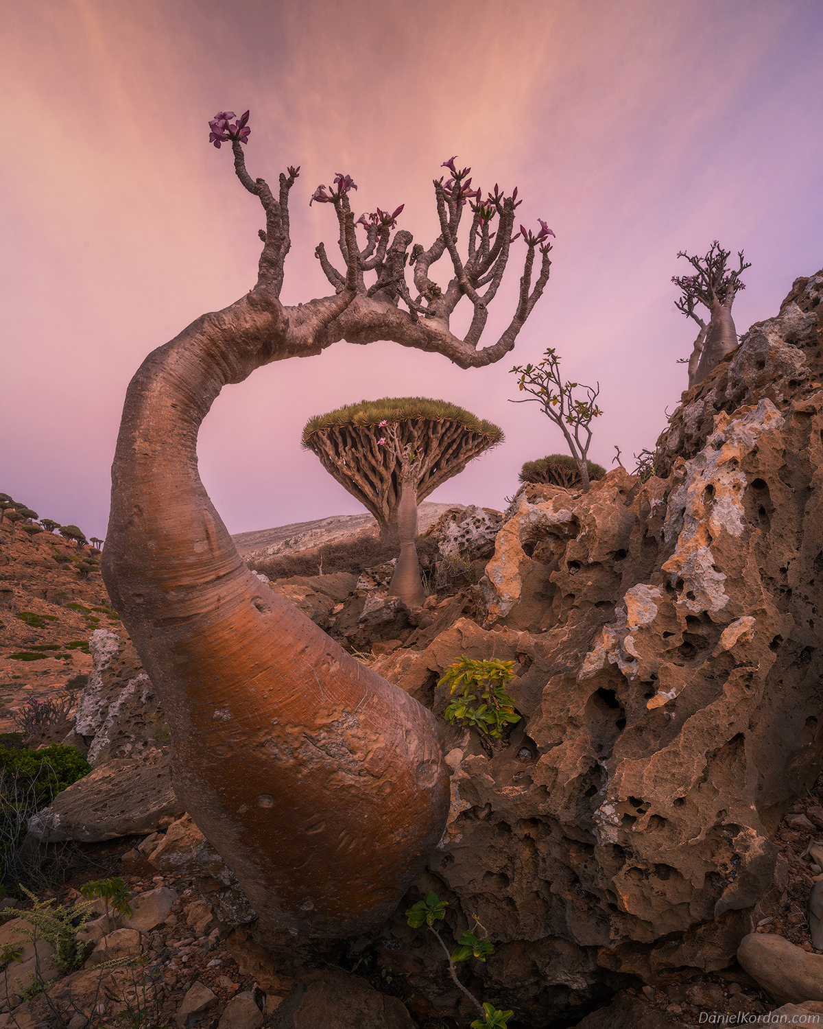 Daniel Kordan Photographs Socota's Dragon Blood Tree