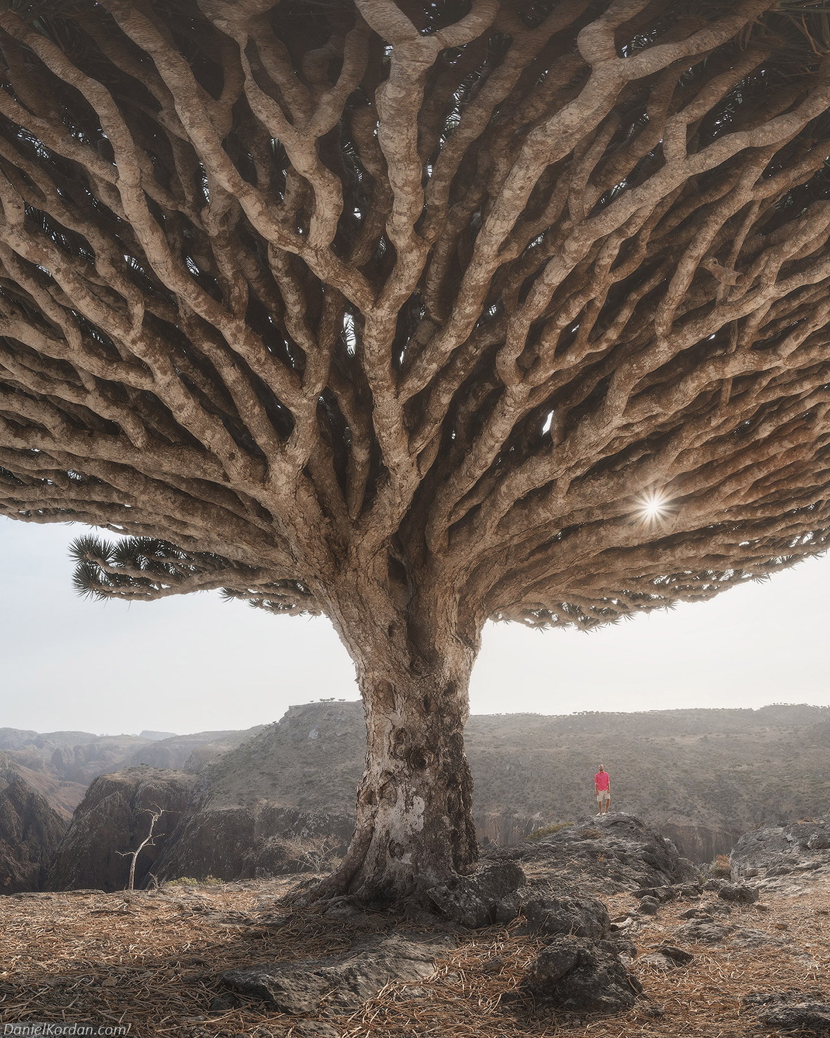 Daniel Kordan Photographs Socota's Dragon Blood Tree