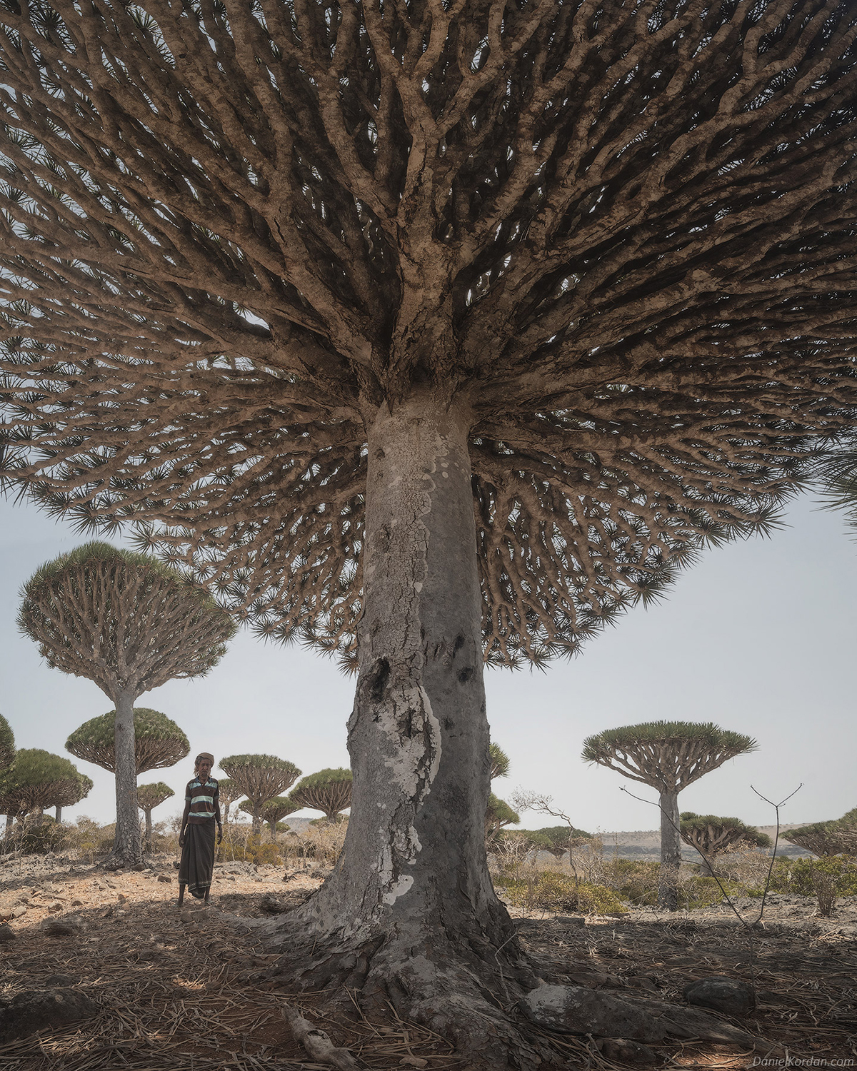 Daniel Kordan Photographs Socota's Dragon Blood Tree