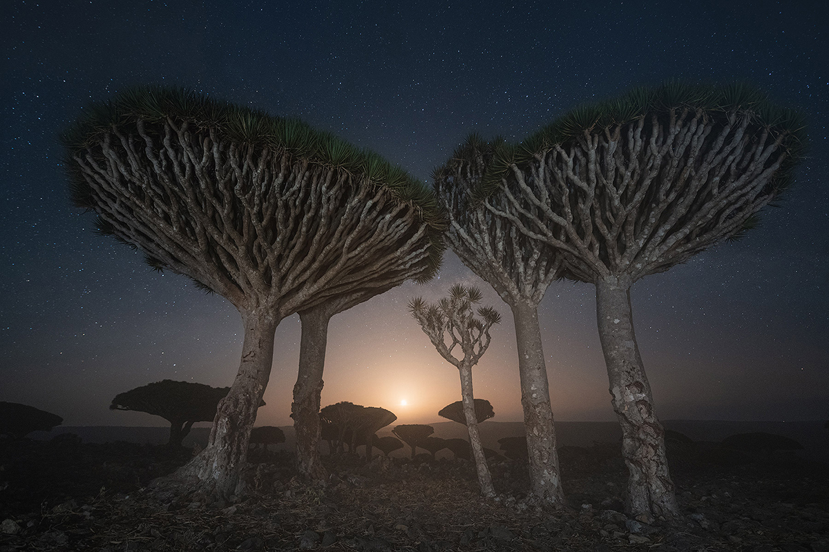 Daniel Kordan Photographs Socota's Dragon Blood Tree