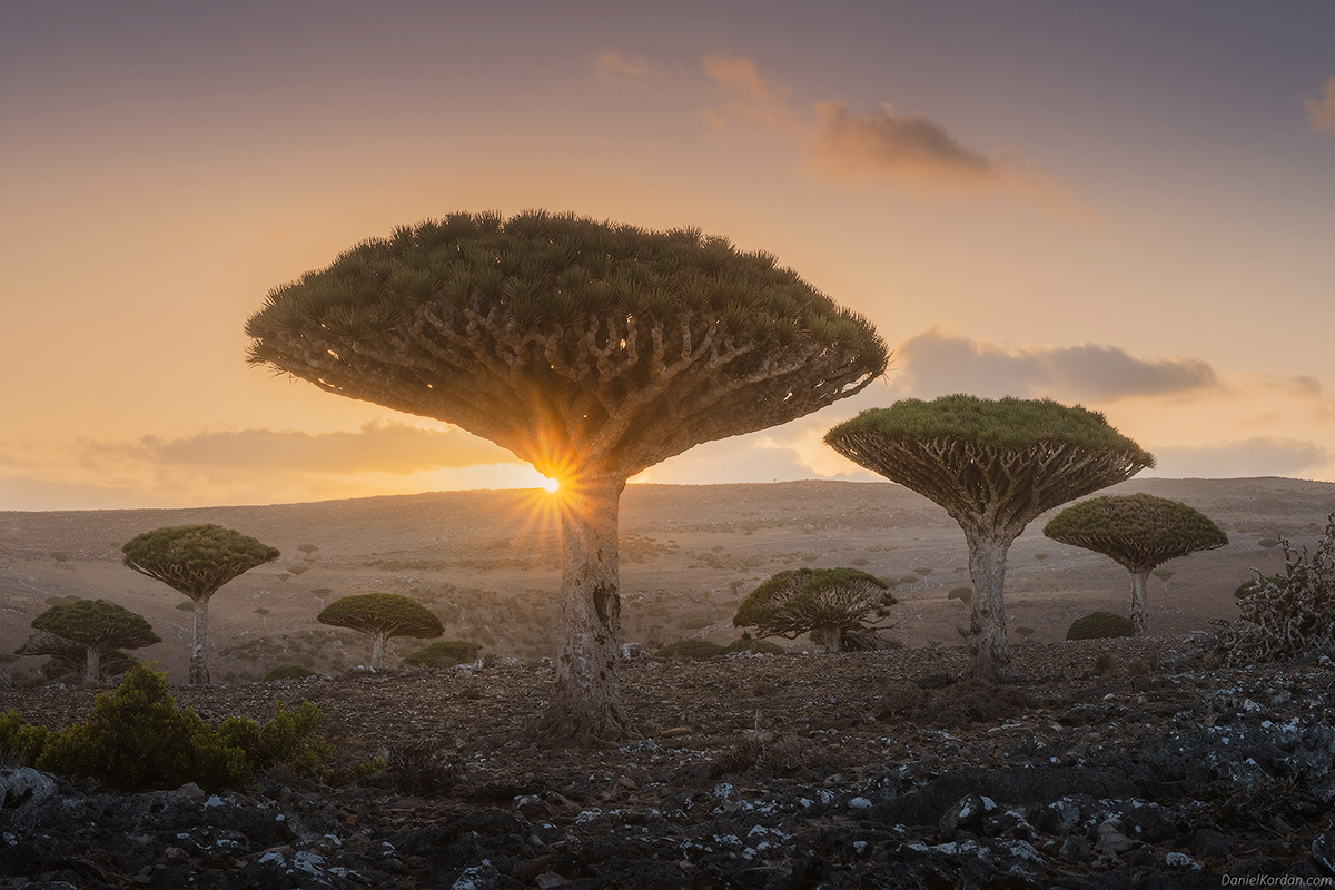 Daniel Kordan Photographs Socota's Dragon Blood Tree