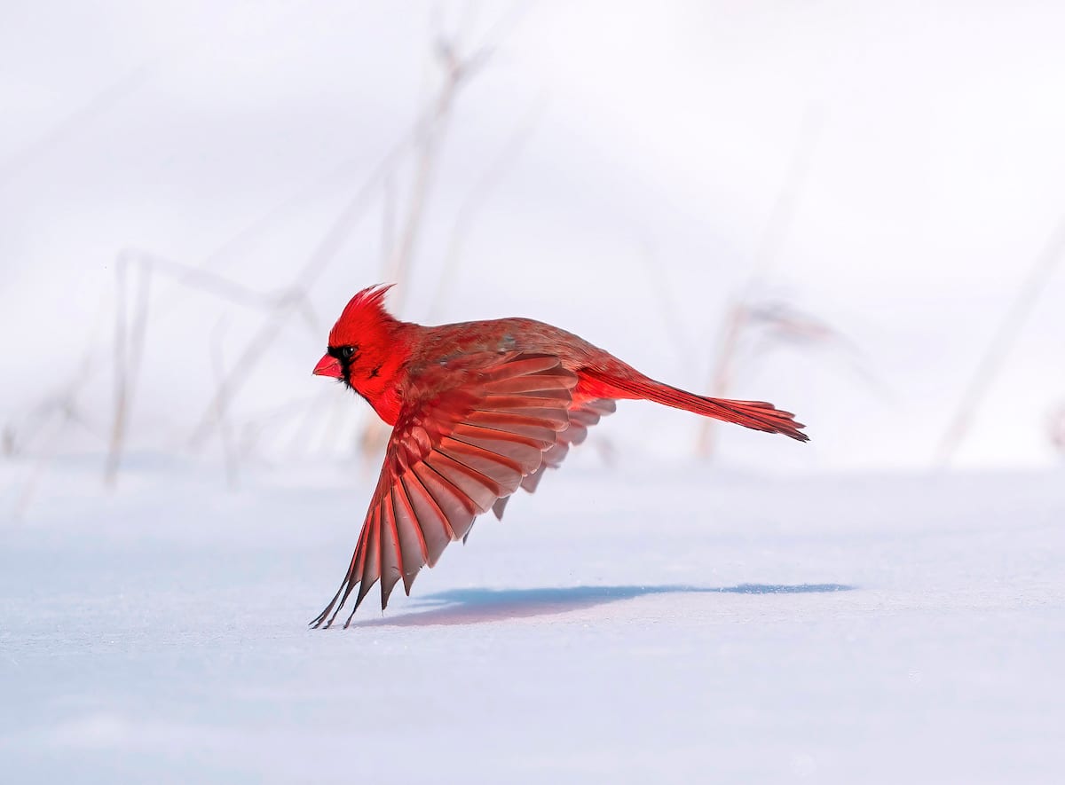Male Red Cardinal Flying Against a Snowy Background