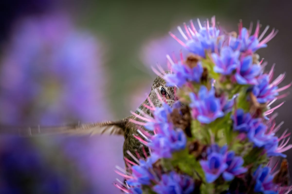 Anna's Hummingbird Nestled Into a Purple Pride of Madeira Plant