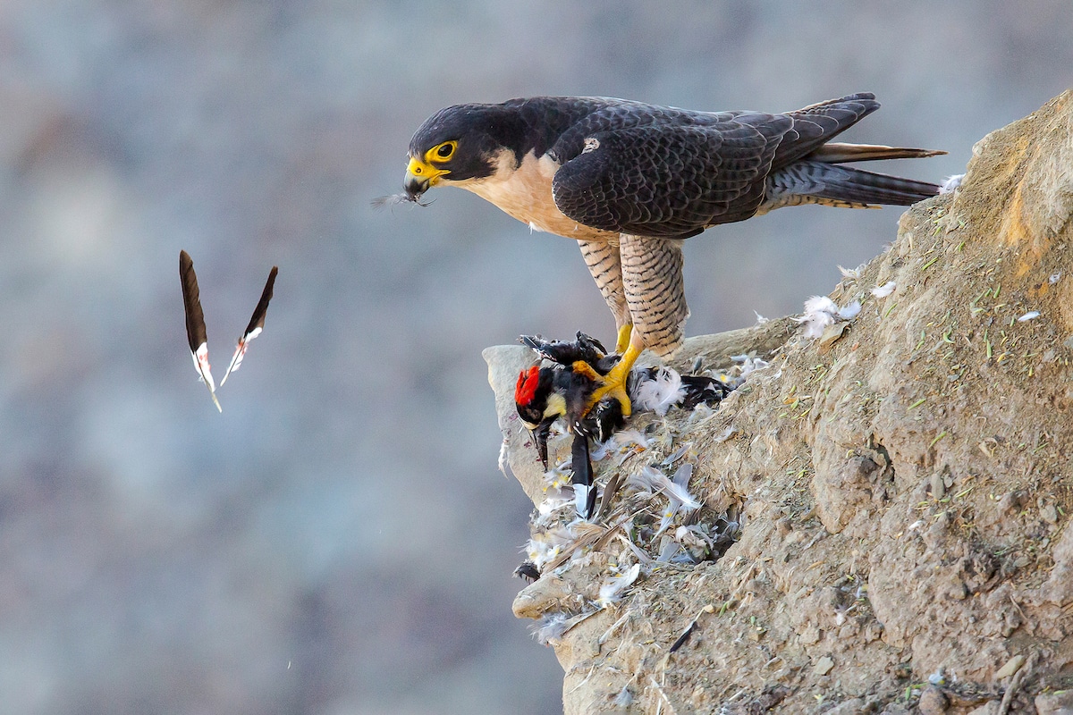 Peregrine Falcon standing with a red-crested Acorn Woodpecker in its bloodied talons.