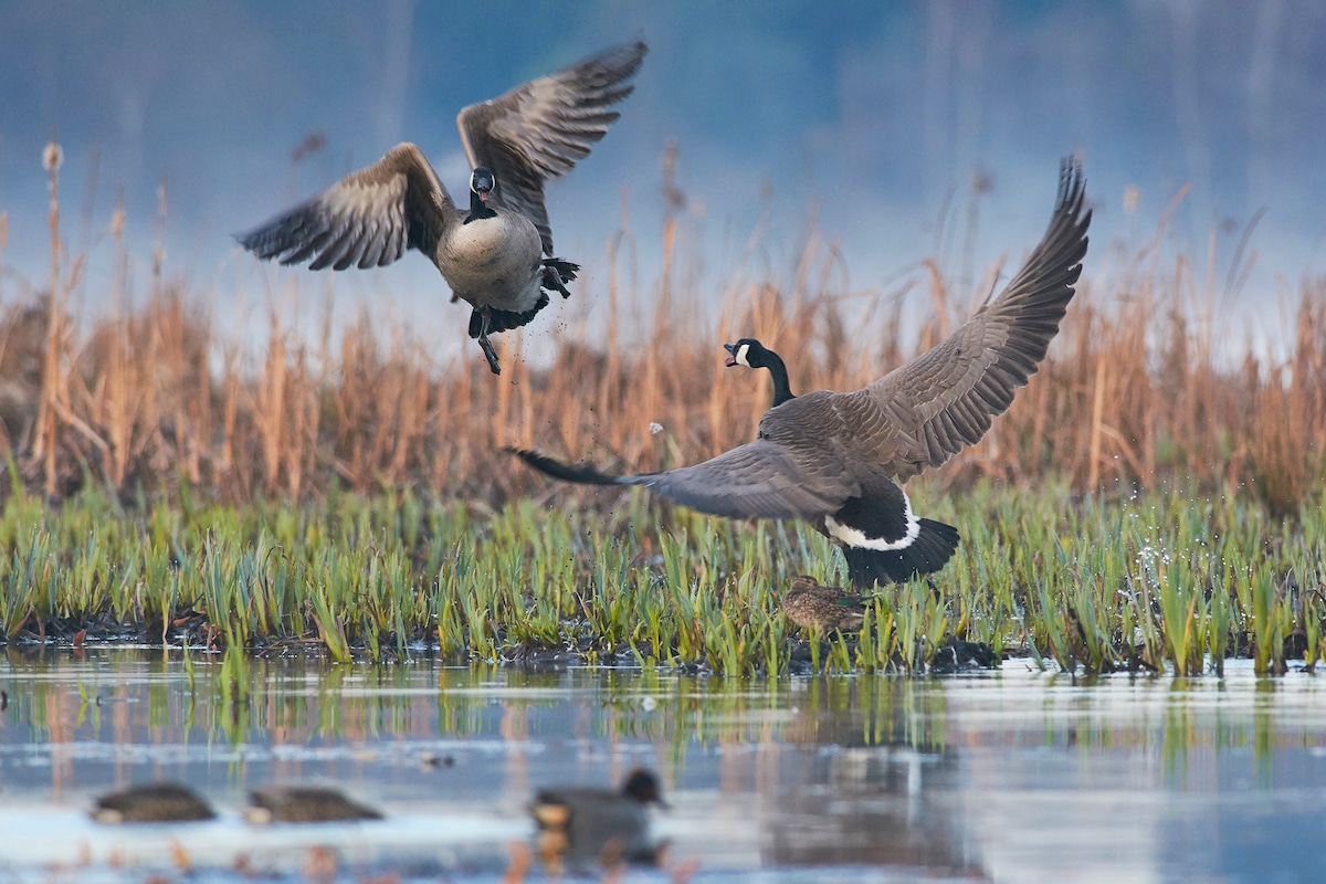 Canadian Geese in the Water