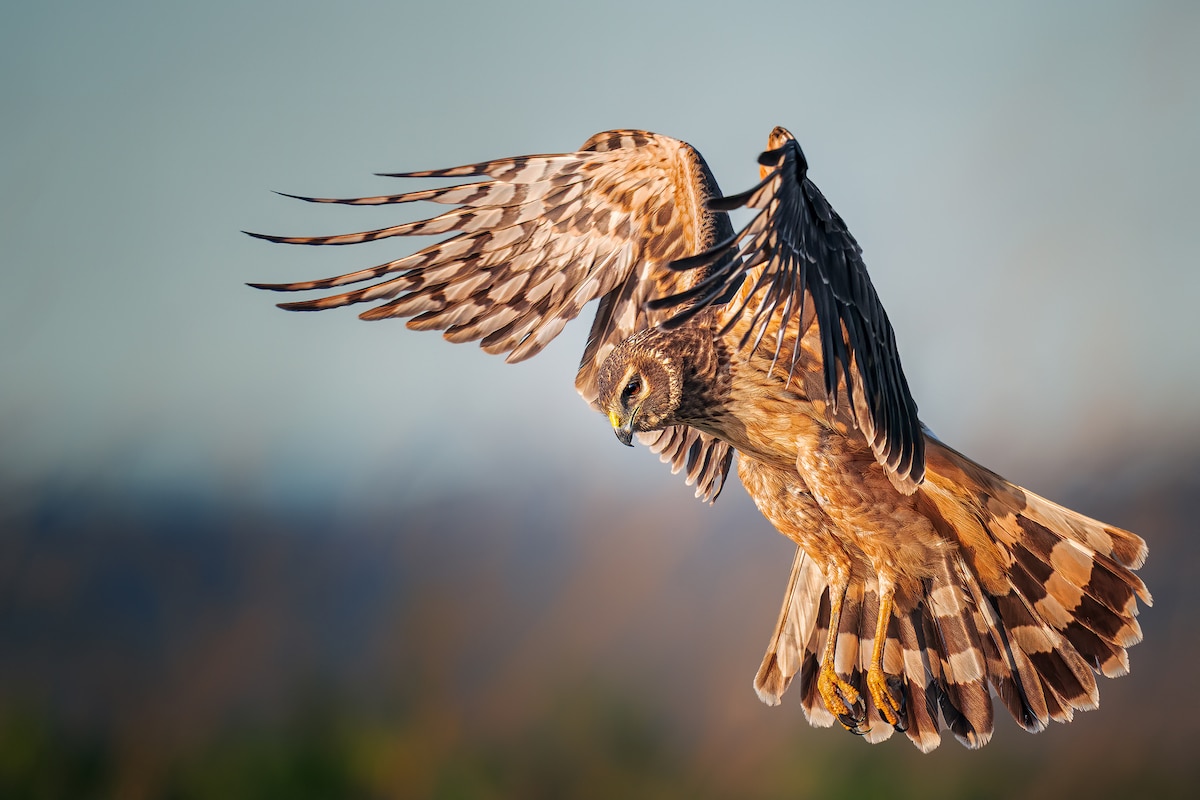 Female Northern Harrier Flying Over a Wetland