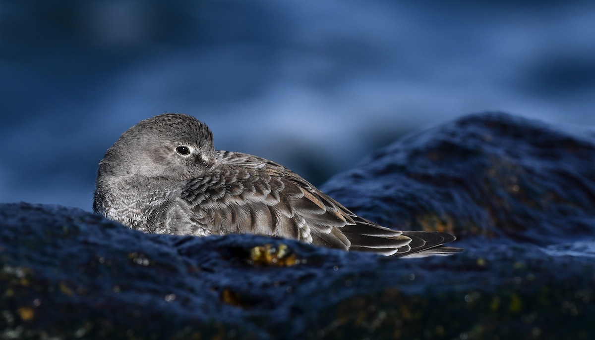 Purple Sandpiper sits with its beak tucked under its brown and gray wing
