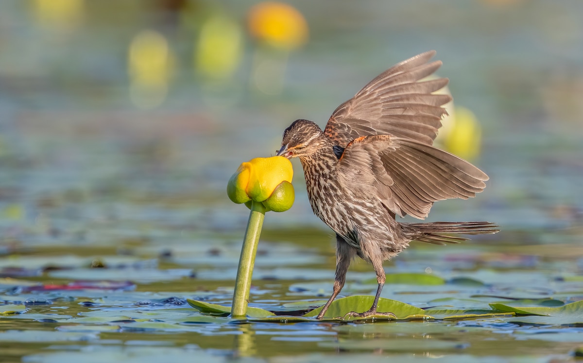 Female Red-winged Blackbird Standing on a Lilypad
