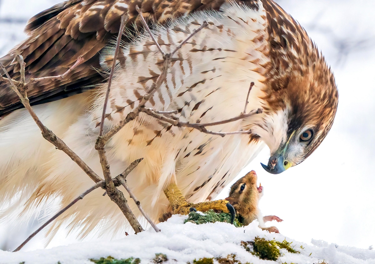 A Red-tailed Hawk holds an open-mouthed chipmunk in its yellow talons