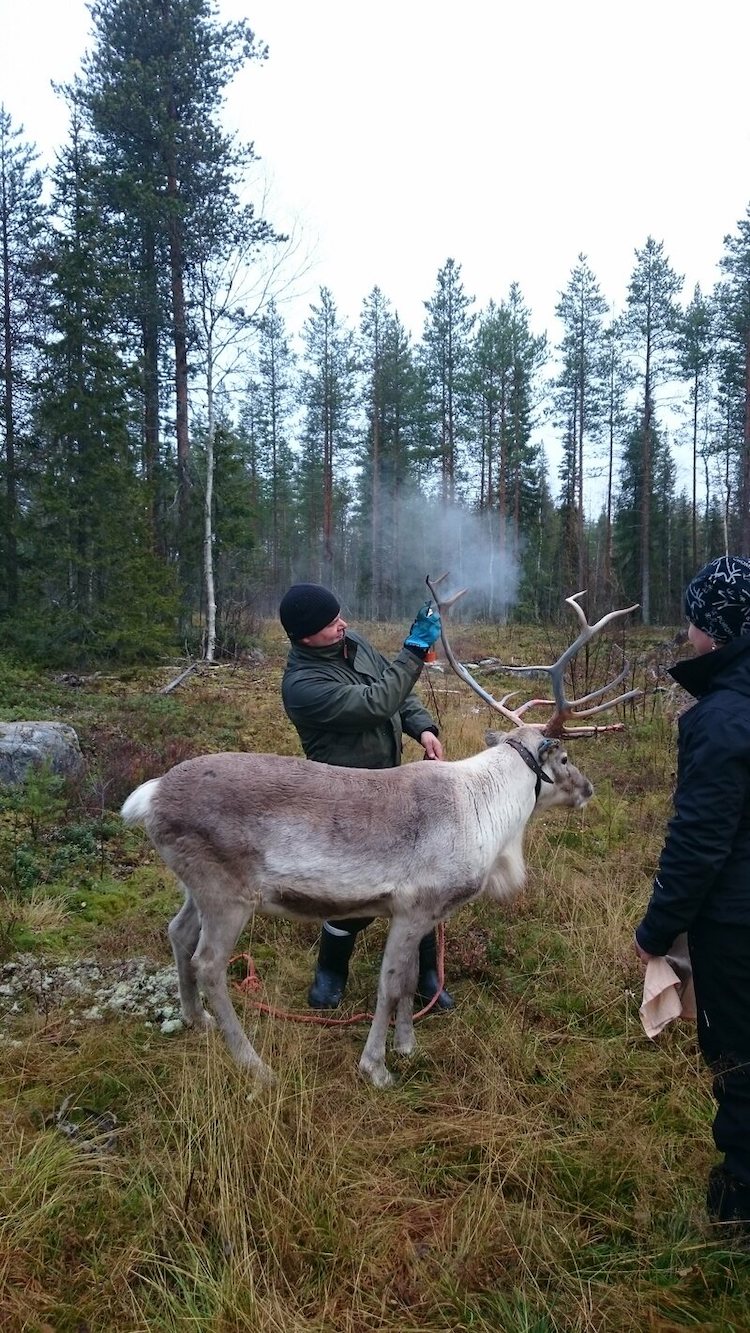 Spraying Paint on Reindeer