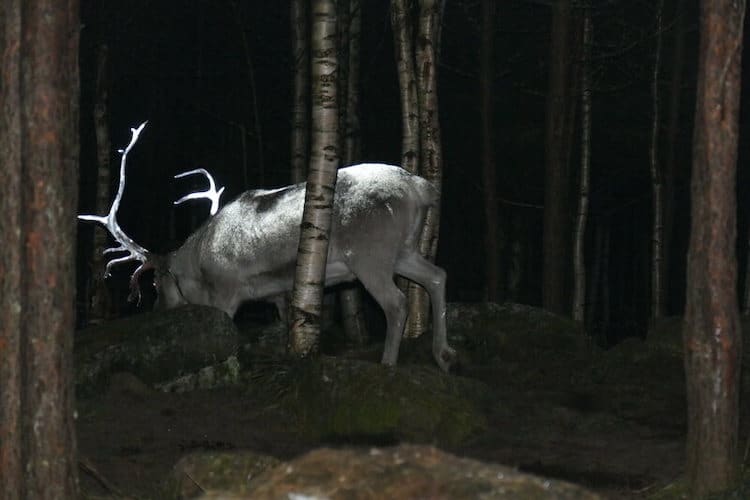 Reindeer With Reflective Paint on Antlers