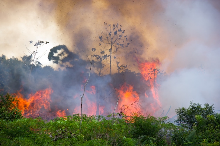 Fire in the Amazon Rainforest